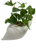 Seashell Plant Pot
